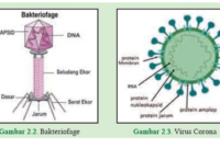 Kunci Jawaban Aktivitas 2.1 halaman 35 Mengamati Bakteriofage dan Virus Corona IPA SMA Kelas 10 Kurikulum Merdeka