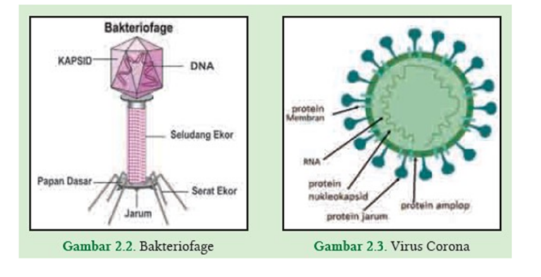 Kunci Jawaban Aktivitas 2.1 halaman 35 Mengamati Bakteriofage dan Virus Corona IPA SMA Kelas 10 Kurikulum Merdeka
